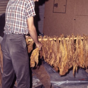 Packaging - Conventional Field Scenes: Tobacco Division, 1967