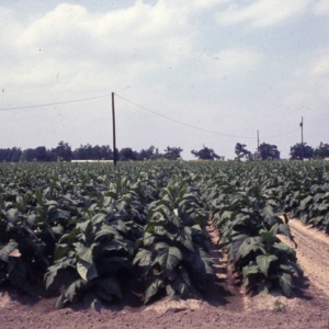 Packaging - Conventional Field Scenes, Tobacco: Pack House R.W., 1965-1968