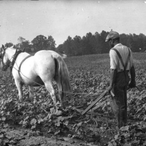 Field Cultivation using a Horse