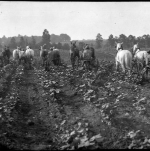 Field Cultivation pulled by Horses