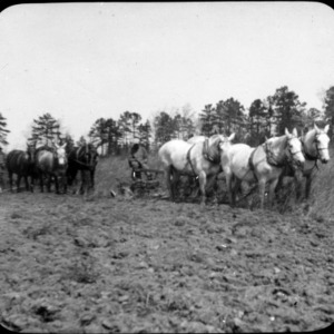Team of Horses Pulling Cultivator