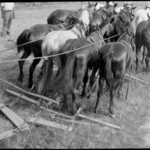 Team of Horses pulling Farm Implement