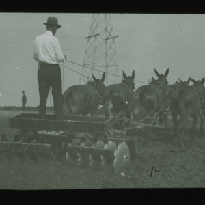 Man guiding mule-drawn agricultural equiment in field