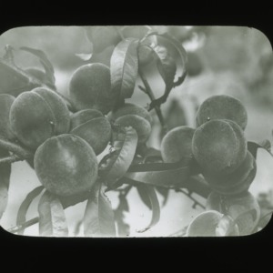 Peaches on tree, circa 1900