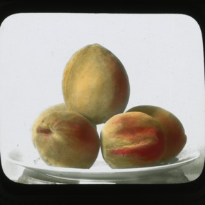 Peaches, colorized, circa 1910