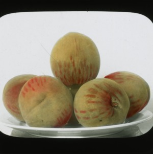 Pile of peaches, colorized, circa 1910