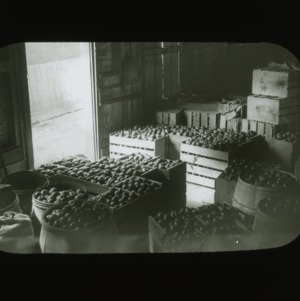 Storage room filled with apples, circa 1900