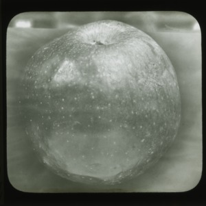 Apple, circa 1900