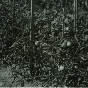 Tomato plants, circa 1910