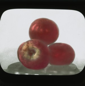 Red Astrachan apples, colorized, circa 1910