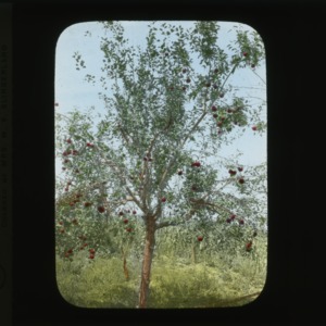 Apple trees, colorized, circa 1910