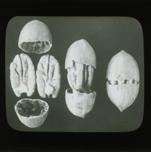 Nuts, circa 1910