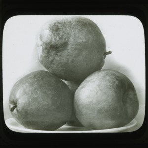 Pears, circa 1900