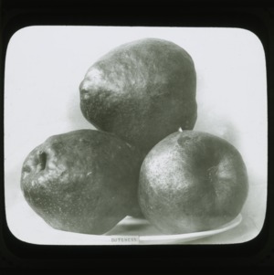 Duchess pears, circa 1900