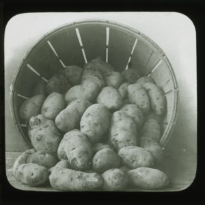 Potatoes, circa 1900