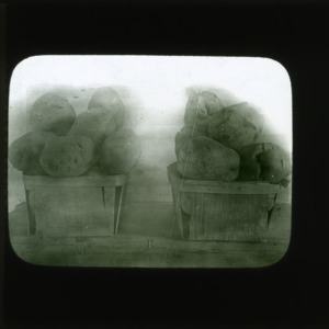 Potatoes, circa 1900