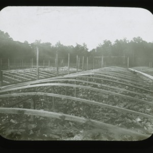 Cucumber frames, circa 1900