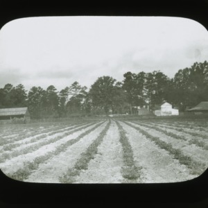 Harvest field, circa 1900