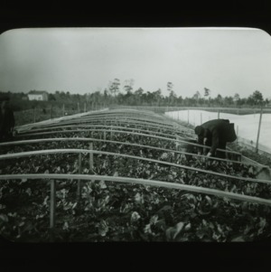 Men harvesting cucumbers from frames, circa 1910