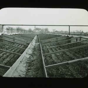 Cucumber harvest, circa 1910