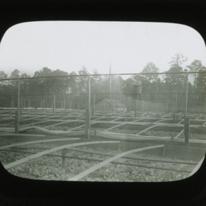 Lettuce plants on Pender Test Farm, circa 1900