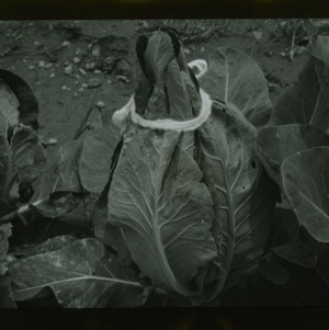 Tobacco harvest, circa 1910