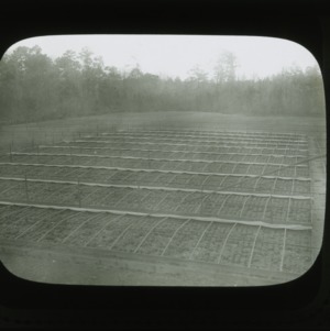 Lettuce frames on Pender Test Farm, circa 1900