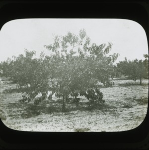 Orchard, circa 1900