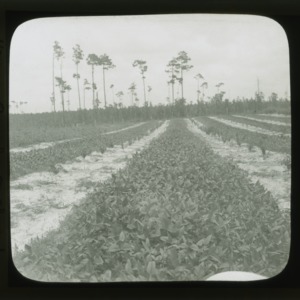 Young peach orchard in Southern Pines, NC, circa 1910