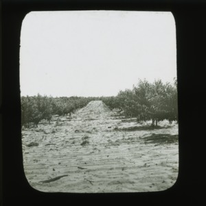 Orchard, circa 1900