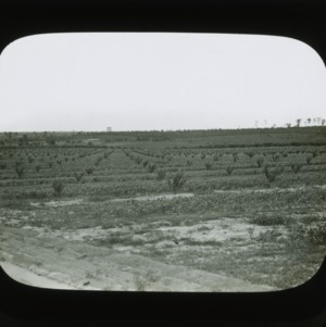 Young orchard, circa 1900
