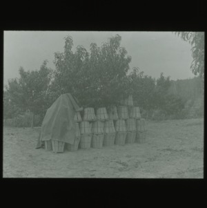 Harvested fruit in orchard, circa 1910