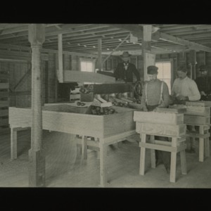 Men sorting apples, circa 1910