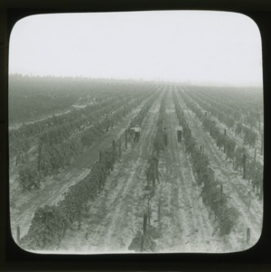 Vineyard Niagara in Southern Pines, N.C., circa 1910