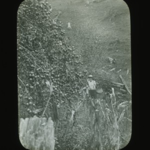 Man harvesting apples, circa 1900