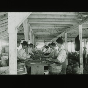 Men sorting fruit, circa 1910