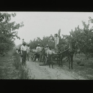 Men in orchard, loading fruit on mule-drawn cart, circa 1910