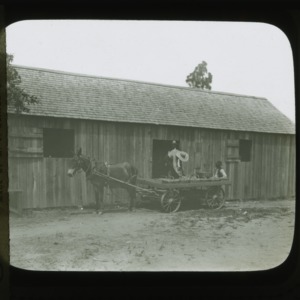 Men loading fruit onto mule-driven cart, circa 1900