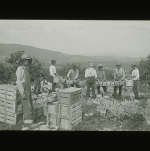 Men processing fruit in the mountains, circa 1910