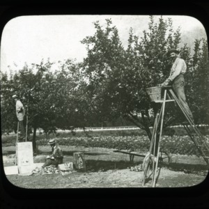 Men in orchard picking and wrapping experimental apples, circa 1900