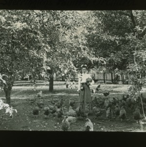 Woman feeding chickens in Sherringtons Poultry Orchard, circa 1910