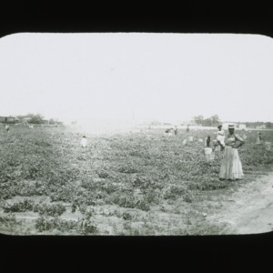 Tending fields, circa 1900
