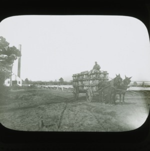 Shipping lettuce with mule-drawn cart, circa 1900
