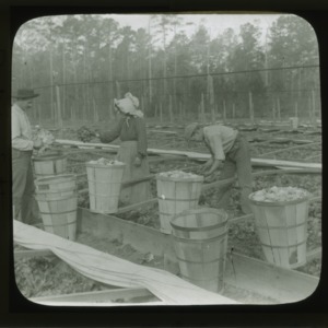 Picking lettuce on Pender County farm, circa 1910