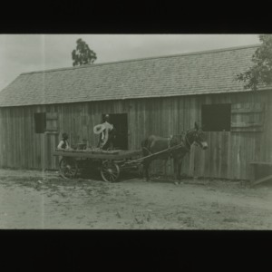 Loading fruit onto mule-drawn cart, circa 1910