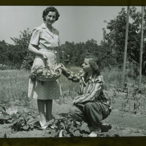 Two women in squash field with harvested vegetables, circa 1950