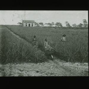 Men harvesting pineapples from field, circa 1910