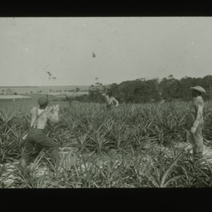 Men harvesting pineapples, one man tossing a fruit to another, circa 1910