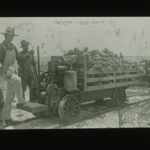 Men and young boy with cart filled with pineapples, circa 1910