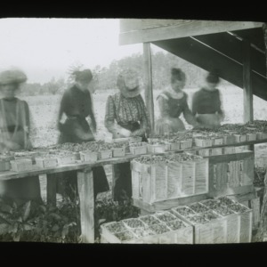 Women sorting strawberries, circa 1900